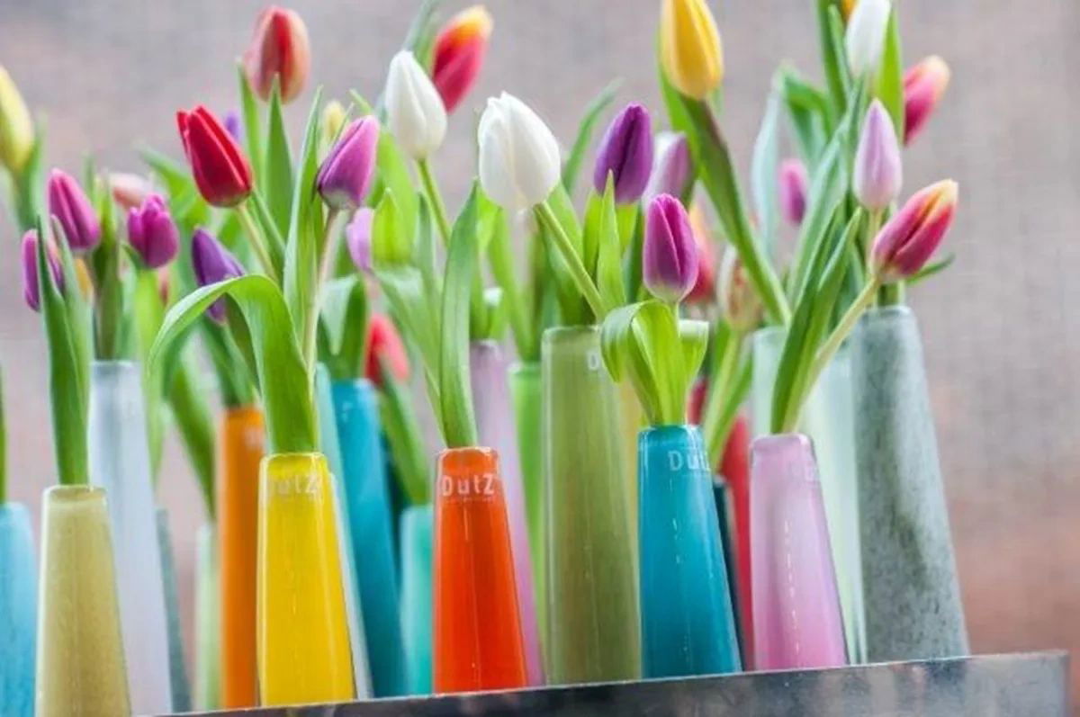 Colourful Lowlands Design Solifleur budvase set holding individual tulips in various colours