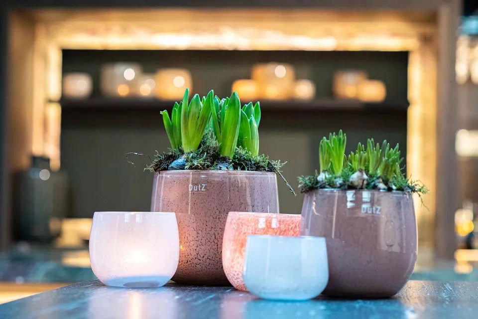 Lowlands Design glass pot with green plants and decorative small glass pots on table