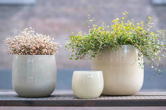 Lowlands Design glass pot collection in varying sizes with plants on wooden surface