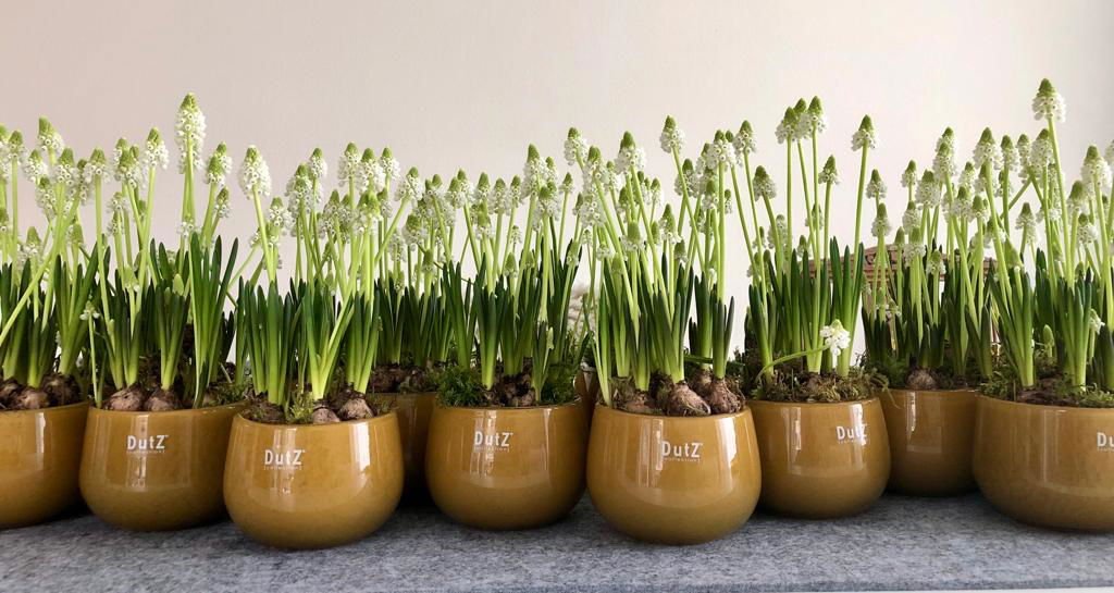 Lowlands Design glass pot in mustard yellow with green flowering plants arranged in a row on grey surface