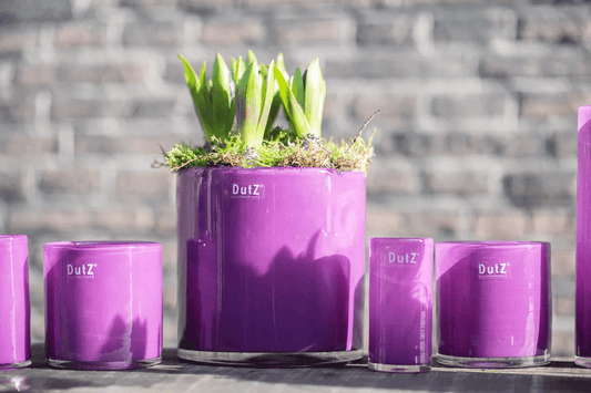 Collection of purple DutZ vases in various sizes with green plants on a wooden surface