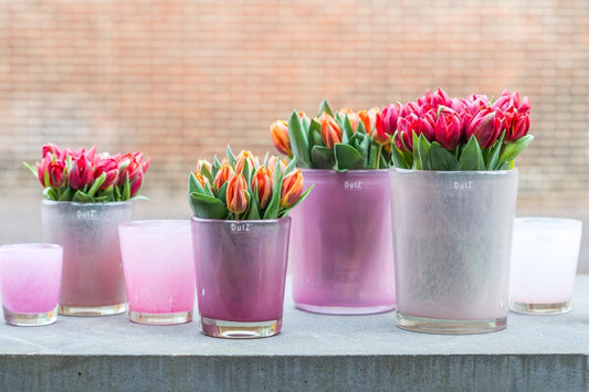 Various pink cylinder glass vases from DutZ collection holding vibrant tulips in shades of pink and orange