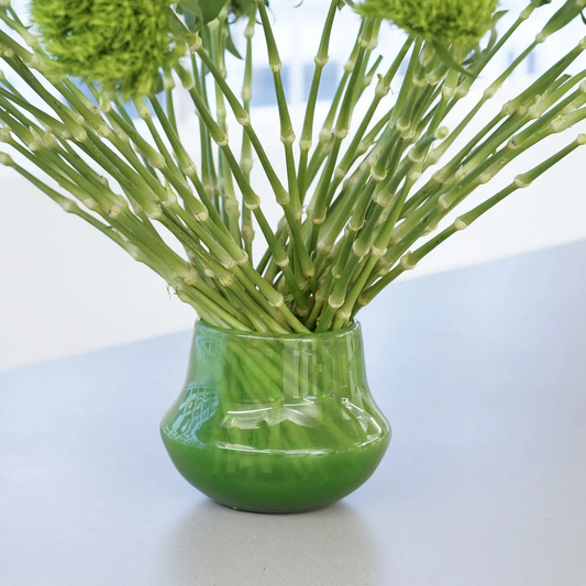 Glass Orchid POT MARCO - JUNGLE GREEN